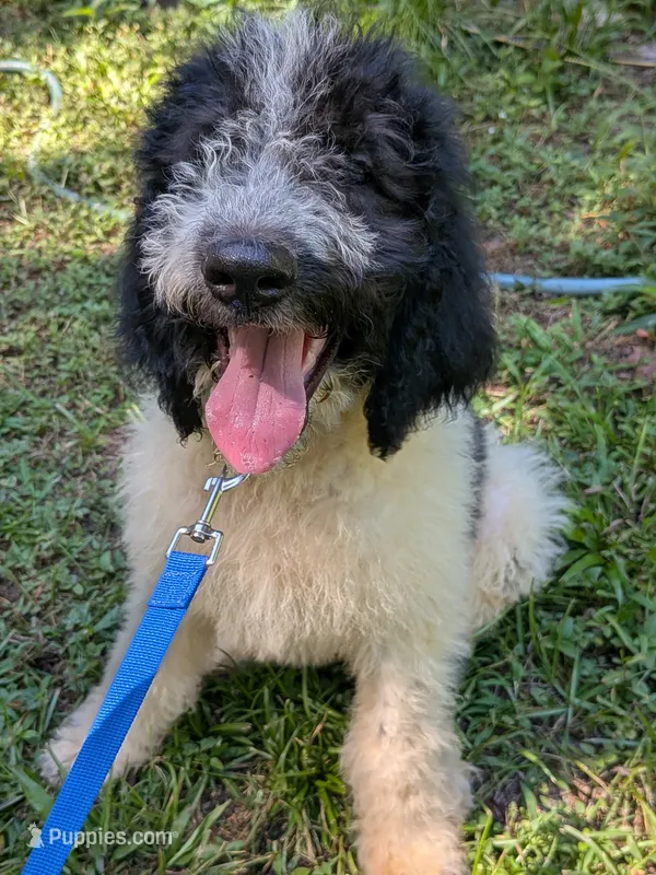 F1b boy "Lucky" – Goldendoodle puppy for sale in Baton Rouge, LA