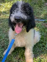 F1b boy "Lucky", a male Goldendoodle for sale in Baton Rouge, LA – 1 of 4