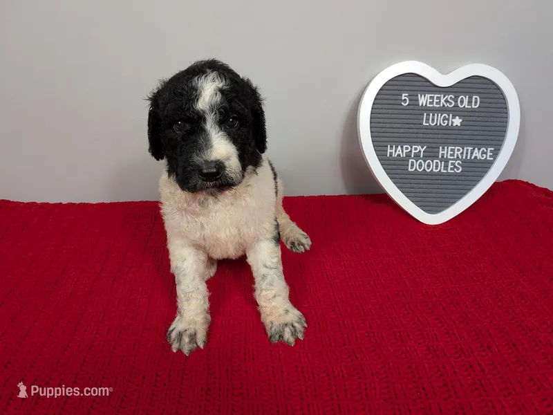 F1b Goldendoodle "Luigi" – Goldendoodle puppy for sale in Baton Rouge, LA