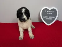 F1b Goldendoodle "Luigi", a male Goldendoodle for sale in Baton Rouge, LA – 1 of 2