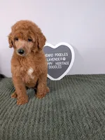 Standard Poodle- lavender collar , a female Poodle - Standard  for sale in Baton Rouge, LA – 8 of 8
