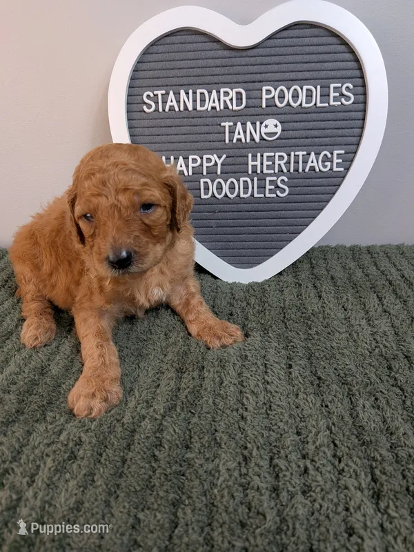 Standard Poodle- tan collar – Poodle - Standard  puppy for sale in Baton Rouge, LA