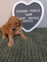 Standard Poodle- tan collar, a male Poodle - Standard  for sale in Baton Rouge, LA – 5 of 10
