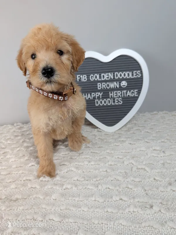F1b Goldendoodle- brown collar – Goldendoodle puppy for sale in Baton Rouge, LA