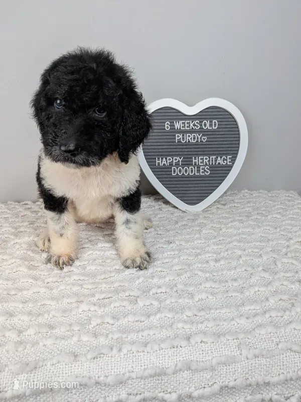 F1b girl "Purdy"  – Goldendoodle puppy for sale in Baton Rouge, LA