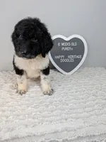 F1b girl "Purdy" , a female Goldendoodle for sale in Baton Rouge, LA – 1 of 4