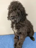 Cedar F1bb Goldendoodle, a male Goldendoodle for sale in Baton Rouge, LA – 2 of 5