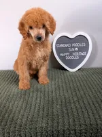 Standard Poodle- tan collar, a male Poodle - Standard  for sale in Baton Rouge, LA – 10 of 10