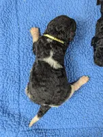 processed/dd6f86ee-ff96-4b55-a068-a87be89f84c2/listing/5fa9ccab-bf69-4ddd-9a13-ee4b86946a72/ee1a4368-5f2f-4681-960c-9b89b28e7ba6