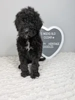 Cedar F1bb Goldendoodle, a male Goldendoodle for sale in Baton Rouge, LA – 5 of 5