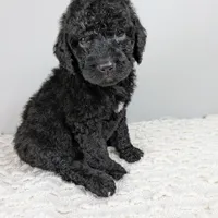 Green collar boy, a male Poodle - Standard  for sale in Baton Rouge, LA – Photo 2 of 7