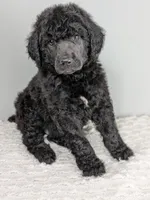 Green collar boy, a male Poodle - Standard  for sale in Baton Rouge, LA – Photo 1 of 7