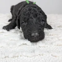 Green collar boy, a male Poodle - Standard  for sale in Baton Rouge, LA – Photo 4 of 7