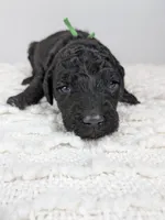 Green collar boy, a male Poodle - Standard  for sale in Baton Rouge, LA – Photo 2 of 3