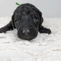 Green collar boy, a male Poodle - Standard  for sale in Baton Rouge, LA – Photo 3 of 7