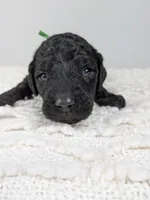 Green collar boy, a male Poodle - Standard  for sale in Baton Rouge, LA – Photo 1 of 3