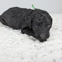 Green collar boy, a male Poodle - Standard  for sale in Baton Rouge, LA – Photo 5 of 7