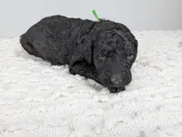 Green collar boy, a male Poodle - Standard  for sale in Baton Rouge, LA – Photo 3 of 3