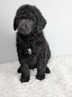 Green collar boy, a male Poodle - Standard  for sale in Baton Rouge, LA – Photo 7 of 7