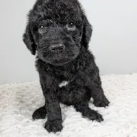 Green collar boy, a male Poodle - Standard  for sale in Baton Rouge, LA – Photo 6 of 7