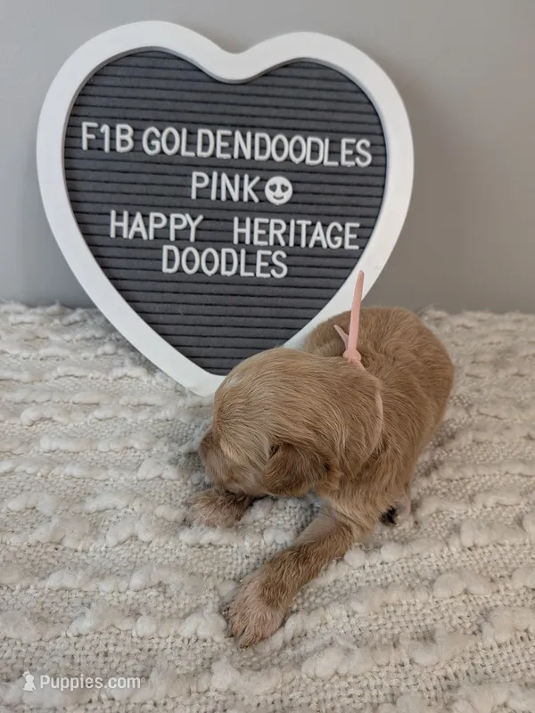 F1b Goldendoodle- pink collar – Goldendoodle puppy for sale in Baton Rouge, LA