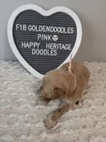 F1b Goldendoodle- pink collar, a female Goldendoodle for sale in Baton Rouge, LA – 1 of 4