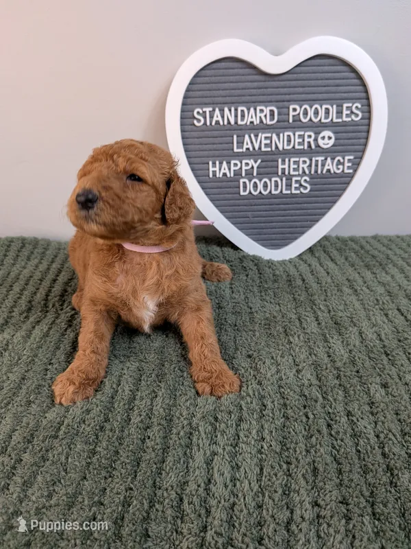 Standard Poodle- lavender collar  – Poodle - Standard  puppy for sale in Baton Rouge, LA