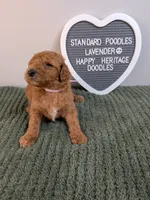 Standard Poodle- lavender collar , a female Poodle - Standard  for sale in Baton Rouge, LA – 4 of 8