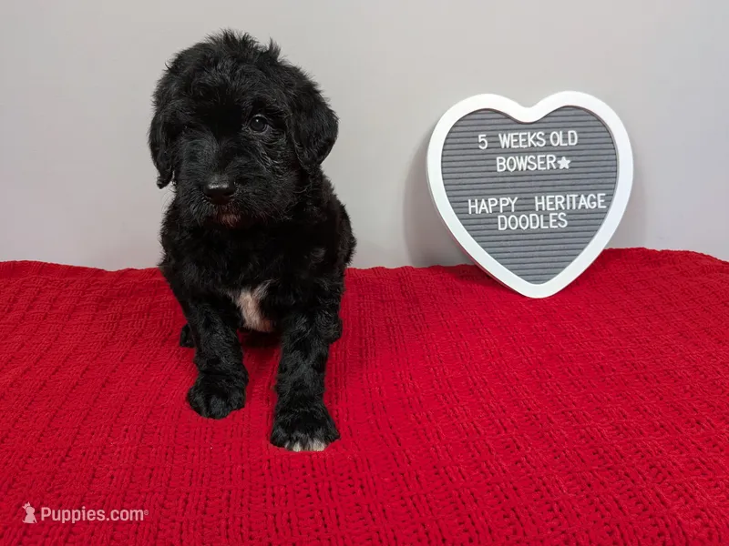F1b Goldendoodle "Bowser" – Goldendoodle puppy for sale in Baton Rouge, LA