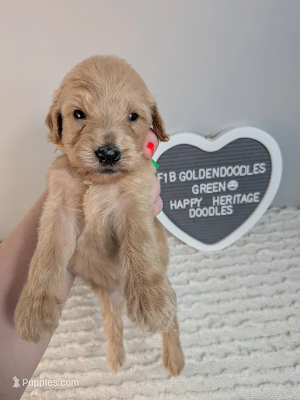 F1b Goldendoodle- Green collar  – Goldendoodle puppy for sale in Baton Rouge, LA