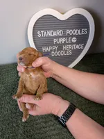 Standard Poodle- purple collar, a female Poodle - Standard  for sale in Baton Rouge, LA – 2 of 3