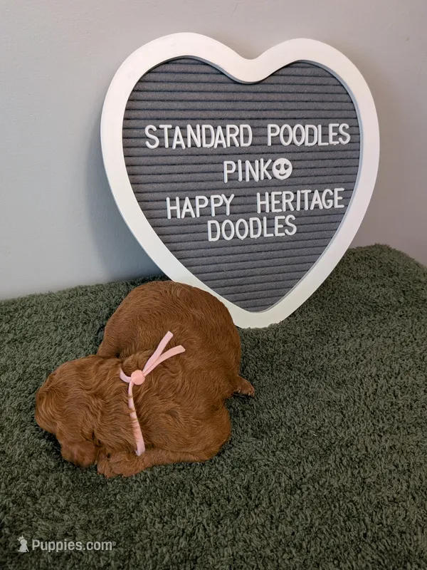 Standard Poodles- pink collar  – Poodle - Standard  puppy for sale in Baton Rouge, LA