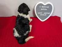 F1b Goldendoodle "Mario", a male Goldendoodle for sale in Baton Rouge, LA – 3 of 3