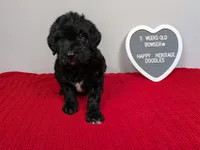 F1b Goldendoodle "Bowser", a male Goldendoodle for sale in Baton Rouge, LA – 2 of 2