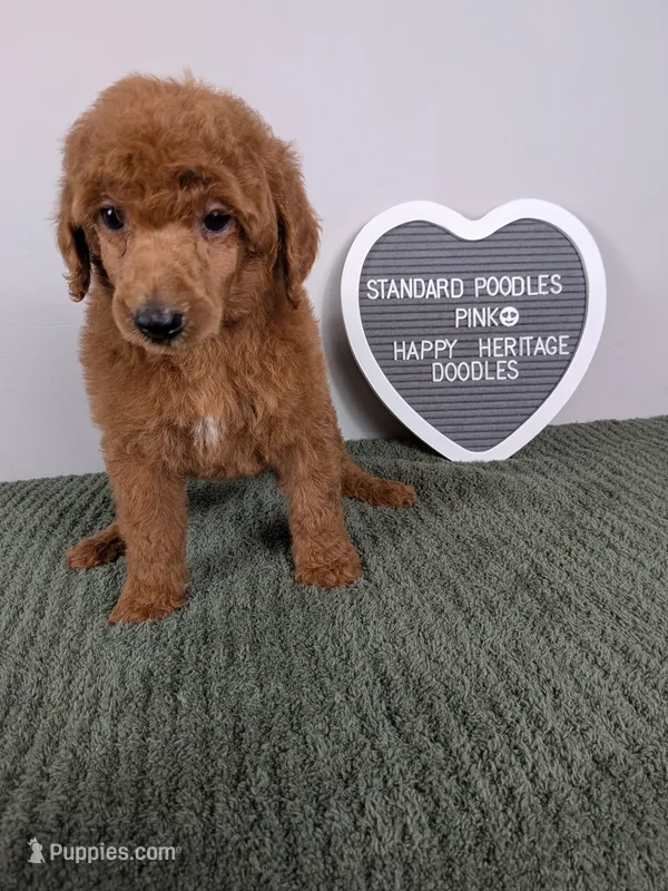 Standard Poodles- pink collar  – Poodle - Standard  puppy for sale in Baton Rouge, LA
