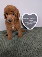 Standard Poodles- pink collar , a female Poodle - Standard  for sale in Baton Rouge, LA – 2 of 10