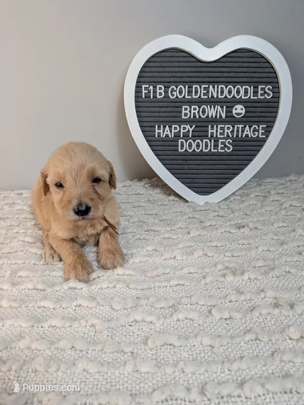 F1b Goldendoodle- brown collar – Goldendoodle puppy for sale in Baton Rouge, LA