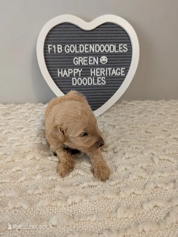 F1b Goldendoodle- Green collar  – Goldendoodle puppy for sale in Baton Rouge, LA