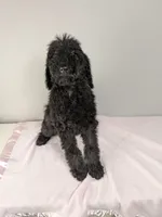 Ivy F1bb Goldendoodle, a female Goldendoodle for sale in Baton Rouge, LA – 4 of 4