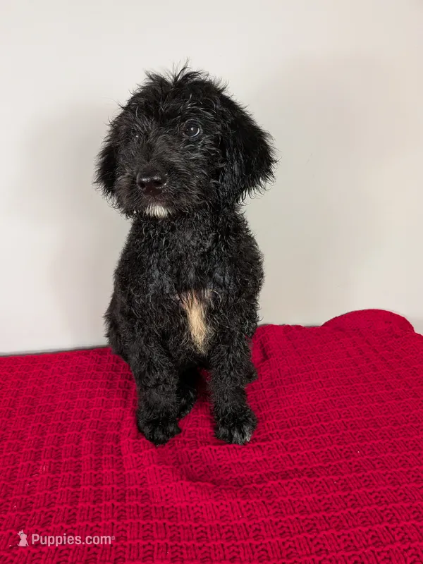 F1b Goldendoodle "Bowser" – Goldendoodle puppy for sale in Baton Rouge, LA