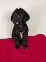 F1b Goldendoodle "Bowser", a male Goldendoodle for sale in Baton Rouge, LA – 1 of 4