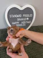 Standard poodle - Orange collar, a male Poodle - Standard  for sale in Baton Rouge, LA – 2 of 3