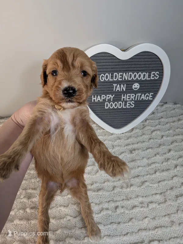 F1b Goldendoodle- tan collar – Goldendoodle puppy for sale in Baton Rouge, LA
