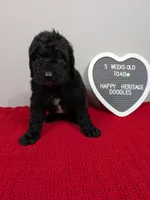 F1b Goldendoodle "Toad", a male Goldendoodle for sale in Baton Rouge, LA – 3 of 3