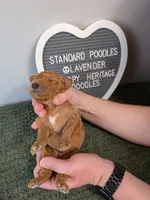 Standard Poodle- lavender collar , a female Poodle - Standard  for sale in Baton Rouge, LA – 2 of 4