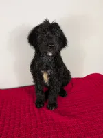 F1b Goldendoodle "Bowser", a male Goldendoodle for sale in Baton Rouge, LA – 4 of 4