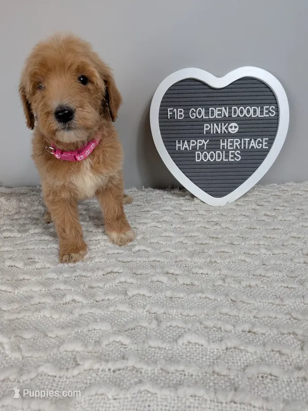 F1b Goldendoodle- pink collar – Goldendoodle puppy for sale in Baton Rouge, LA