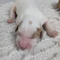 Irish Goldendoodle boy 3, a male Goldendoodle and Irish Doodle for sale in Baton Rouge, LA – Photo 4 of 8
