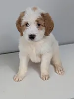 Irish Goldendoodle boy 3, a male Goldendoodle and Irish Doodle for sale in Baton Rouge, LA – Photo 8 of 8