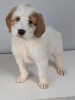 Irish Goldendoodle boy 3, a male Goldendoodle and Irish Doodle for sale in Baton Rouge, LA – Photo 1 of 8